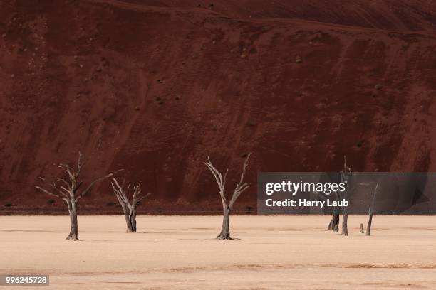 dead camel thorn trees (vachellia erioloba), sand dune, dead vlei sossusvlei, namib desert, namib-naukluft national park, namibia - acacia erioloba foto e immagini stock