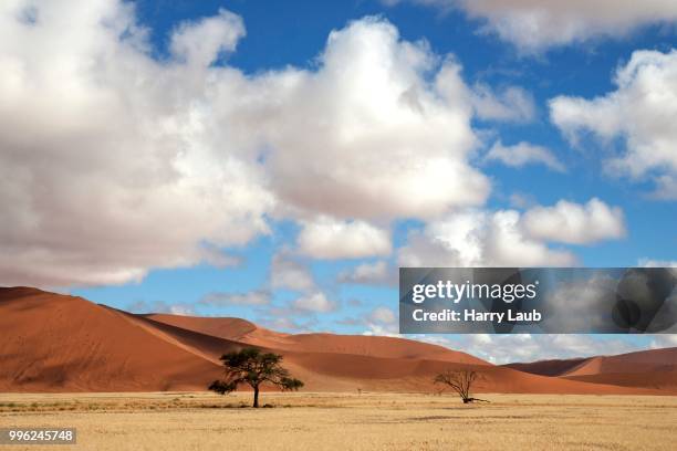 camel thorn trees (vachellia erioloba), sand dunes, at dune 45, sossusvlei, namib desert, namib-naukluft national park, namibia - acacia erioloba foto e immagini stock