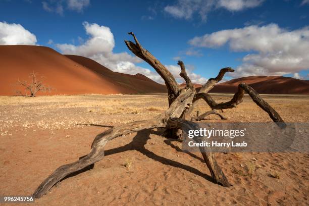 dead camel thorn tree (vachellia erioloba), sand dunes, in front of dune 45, sossusvlei, namib desert, namib-naukluft national park, namibia - acacia erioloba foto e immagini stock