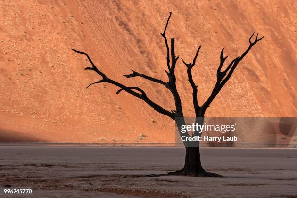 dead camel thorn tree (vachellia erioloba), sand dune, dead vlei sossusvlei, namib desert, namib-naukluft national park, namibia - acacia erioloba foto e immagini stock