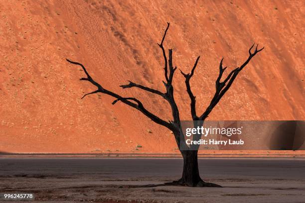 dead camel thorn tree (vachellia erioloba), sand dune, dead vlei sossusvlei, namib desert, namib-naukluft national park, namibia - kameldornakazie stock-fotos und bilder