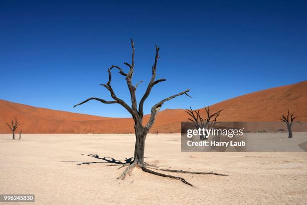 dead camel thorn trees (vachellia erioloba), sand dunes, salt and clay pan, dead vlei, sossusvlei, namib desert, namib-naukluft national park, namibia - skeleton coast national park bildbanksfoton och bilder