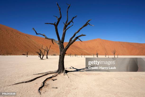 dead camel thorn trees (vachellia erioloba), sand dunes, salt and clay pan, dead vlei, sossusvlei, namib desert, namib-naukluft national park, namibia - acacia erioloba foto e immagini stock