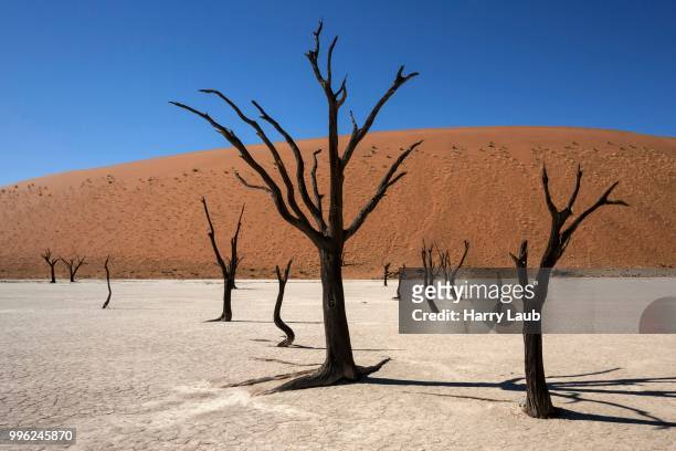 dead camel thorn trees (vachellia erioloba), sand dunes, salt and clay pan, dead vlei, sossusvlei, namib desert, namib-naukluft national park, namibia - kameldornakazie stock-fotos und bilder