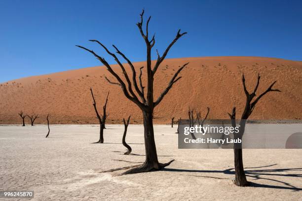 dead camel thorn trees (vachellia erioloba), sand dunes, salt and clay pan, dead vlei, sossusvlei, namib desert, namib-naukluft national park, namibia - acacia erioloba foto e immagini stock