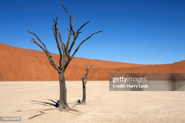 dead camel thorn trees (vachellia erioloba), sand dunes, salt and clay pan, dead vlei, sossusvlei, namib desert, namib-naukluft national park, namibia - acacia erioloba foto e immagini stock