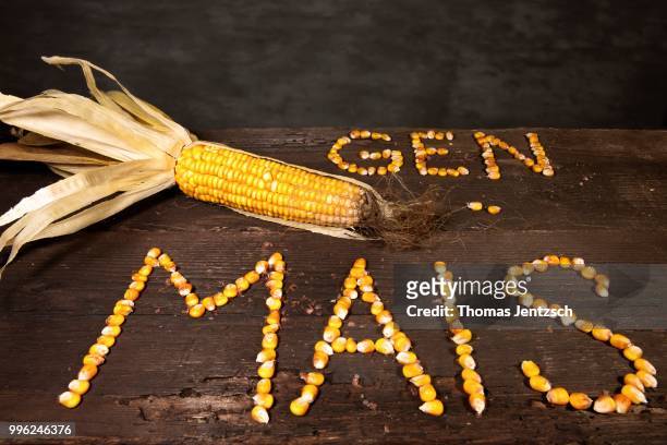 corn cob with the lettering --gen mais--, german for --genetically modified maize--, lettering made of grains of maize - mais ストックフォトと画像