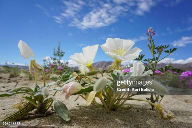 desert evening-primrose - white eggplant stock pictures, royalty-free photos & images