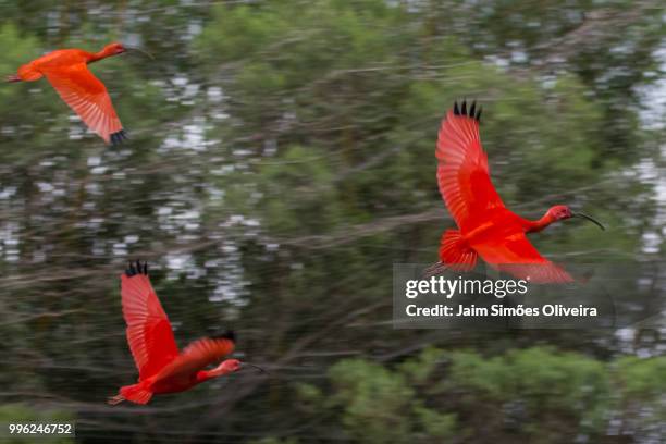 scarlet ibis flying over the forest - ibis stockfoto's en -beelden