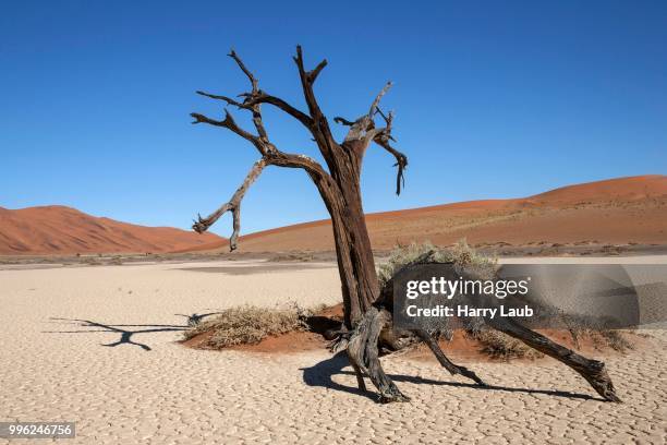 dead camel thorn tree (vachellia erioloba), hidden vlei, salt and clay pan, namib desert, namib naukluft park, namibia - skeleton coast national park stock pictures, royalty-free photos & images
