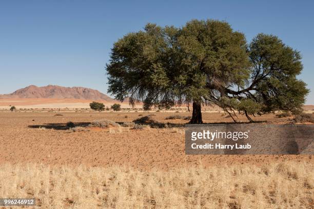 camel thorn tree (vachellia erioloba) on pad d707, namib naukluft park, namibia - acacia erioloba foto e immagini stock