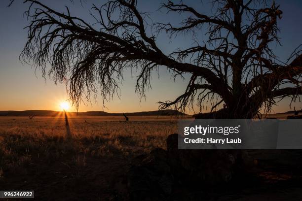 dead camel thorn tree (vachellia erioloba) at sesriem camp, sunset, evening light, sesriem, namibia - acacia erioloba foto e immagini stock