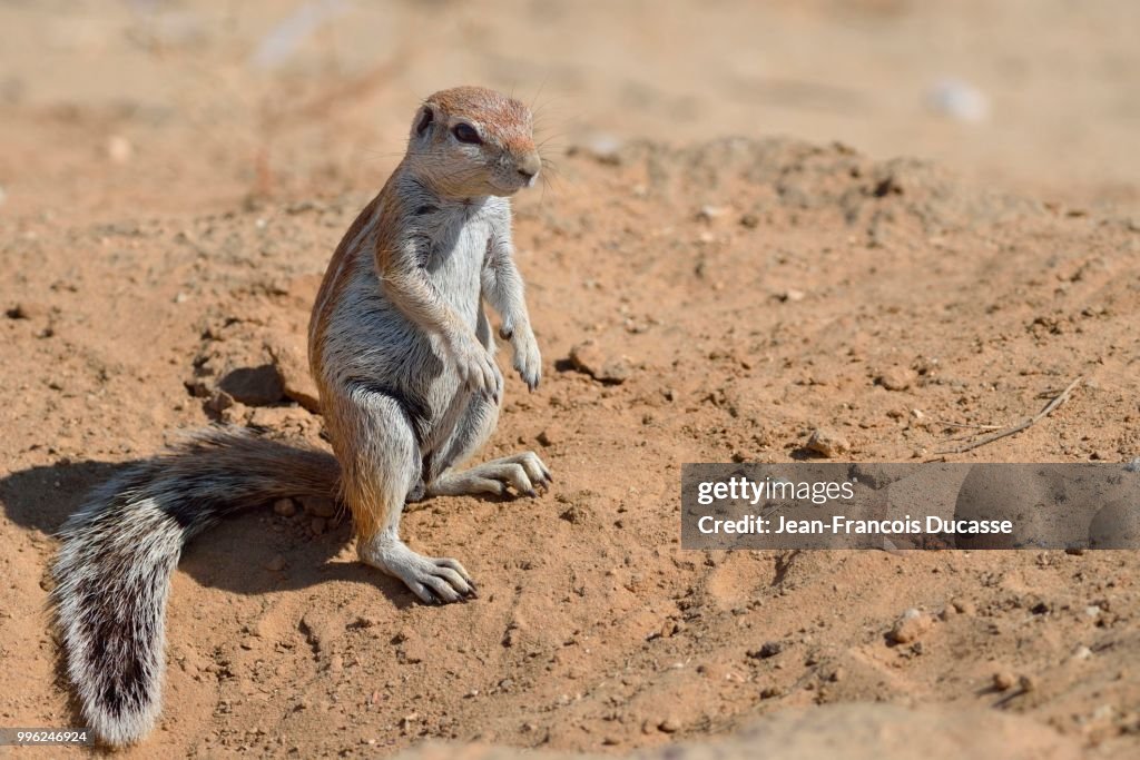 Cape ground squirrel (Xerus inauris), young male, standing at the entrance of a burrow, Kgalagadi Transfrontier Park, Northern Cape, South Africa