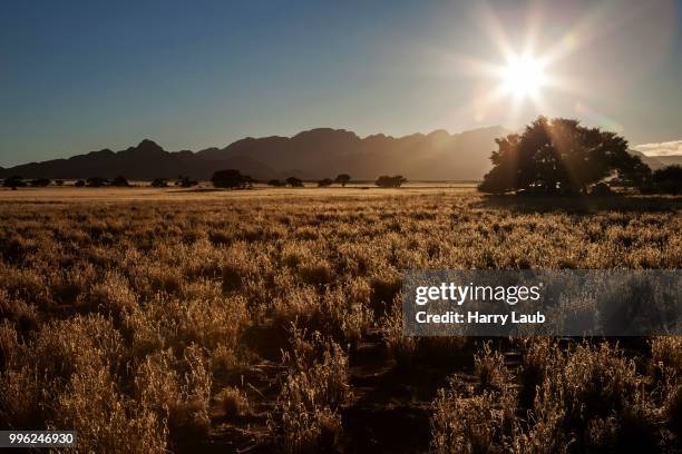grassy steppe with camel thorn trees (vachellia erioloba), near sesriem camp, backlight, evening light, sesriem, namibia - kameldornakazie stock-fotos und bilder