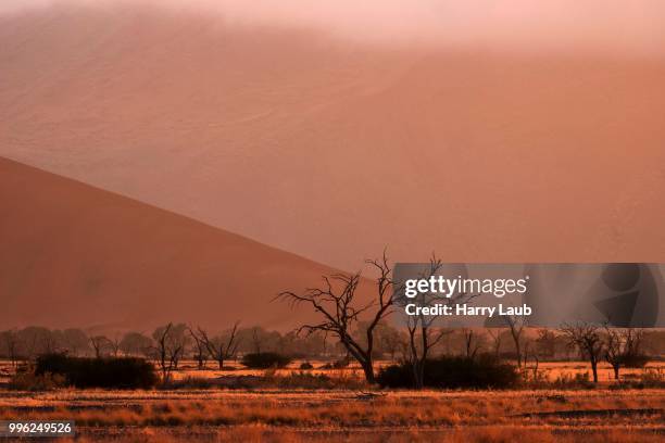 dead camel thorn trees (vachellia erioloba), dawn, sossusvlei, namib desert, namib-naukluft national park, namibia - skeleton coast national park stock pictures, royalty-free photos & images