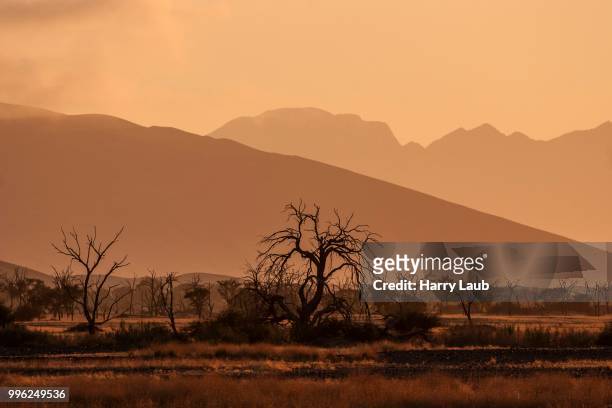 dead camel thorn trees (vachellia erioloba), dawn, sossusvlei, namib desert, namib-naukluft national park, namibia - skeleton coast national park stock pictures, royalty-free photos & images