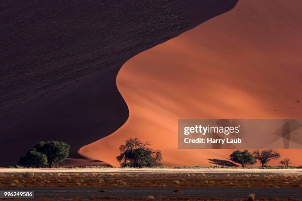 sand dune, dune 45, camel thorn trees (vachellia erioloba) at the front, evening light, sossusvlei, namib desert, namib-naukluft national park, namibia - skeleton coast national park stock pictures, royalty-free photos & images