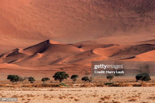 sand dunes, camel thorn trees (vachellia erioloba) at the front, sossusvlei, namib desert, namib-naukluft national park, namibia - skeleton coast national park bildbanksfoton och bilder