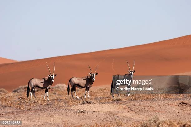 gemsboks or gemsbucks (oryx gazella) in the hiddenvlei, sossusvlei, namib desert, namib-naukluft national park, namibia - skeleton coast national park stock pictures, royalty-free photos & images