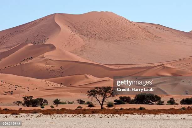 sand dunes, camel thorn trees (vachellia erioloba) at the front, sossusvlei, namib desert, namib-naukluft national park, namibia - skeleton coast national park stock pictures, royalty-free photos & images