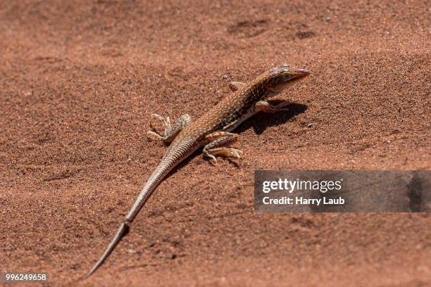 sand lizard (aporosaura anchietae), sossusvlei, namib desert, namib-naukluft national park, namibia - skeleton coast national park stock pictures, royalty-free photos & images