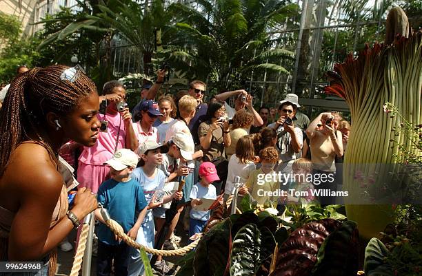 People view the Titan Arum, found in the rain forests of Indonesia, which is in bloom at the U.S. Botanical Gardens.