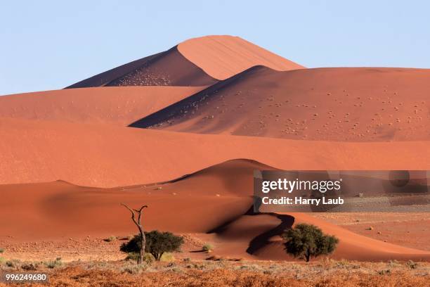 sand dunes, camel thorn trees (vachellia erioloba) at the front, sossusvlei, namib desert, namib-naukluft national park, namibia - skeleton coast national park stock pictures, royalty-free photos & images