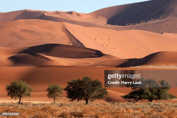 sand dunes, camel thorn trees (vachellia erioloba) at the front, sossusvlei, namib desert, namib-naukluft national park, namibia - skeleton coast national park stock pictures, royalty-free photos & images