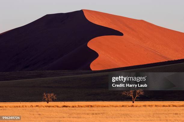 sand dunes, camel thorn trees (vachellia erioloba) at the front, evening light, sossusvlei, namib desert, namib-naukluft national park, namibia - acacia erioloba foto e immagini stock