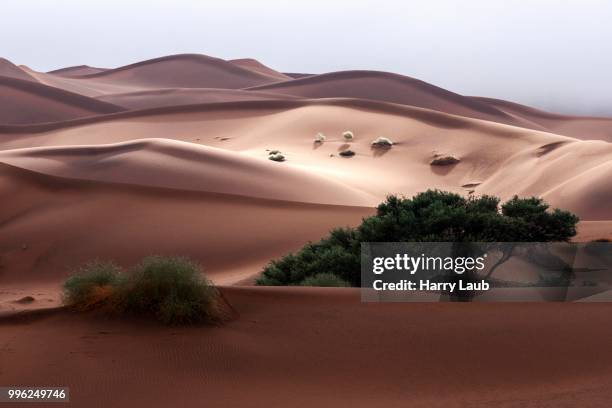 sand dunes, camel thorn trees (vachellia erioloba) at the front, sossusvlei, namib desert, namib-naukluft national park, namibia - acacia erioloba foto e immagini stock