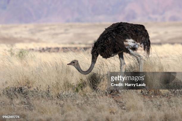african ostrich (struthio camelus), sossusvlei, namib desert, namib-naukluft national park, namibia - skeleton coast national park stock pictures, royalty-free photos & images