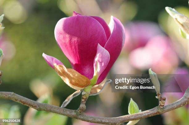 flower of the tulip magnolia (magnolia x soulangeana), baden-wuerttemberg, germany - magnolia soulangeana fotografías e imágenes de stock