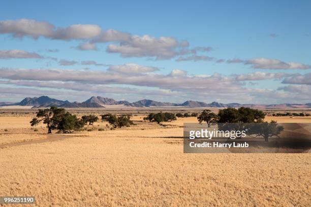 view from elim dune onto grass steppe and camel thorn trees (vachellia erioloba) at sesriem camp, namib desert, namib naukluft park, namibia - skeleton coast national park bildbanksfoton och bilder