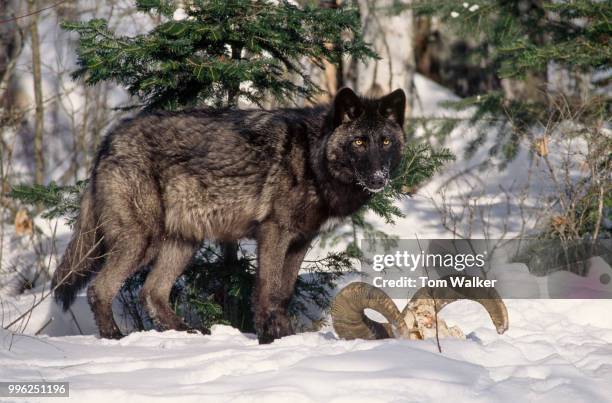 Wolves In Springtime Grey Wolf Spring Photos and Premium High Res Pictures - Getty Images