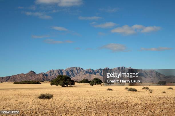 view from elim dune onto grass steppe and camel thorn trees (vachellia erioloba) at sesriem camp, namib desert, namib naukluft park, namibia - skeleton coast national park stock pictures, royalty-free photos & images