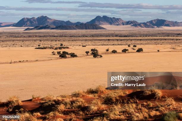 view from elim dune onto grass steppe and camel thorn trees (vachellia erioloba) at sesriem camp, evening light, namib desert, namib-naukluft national park, namibia - skeleton coast national park stock pictures, royalty-free photos & images