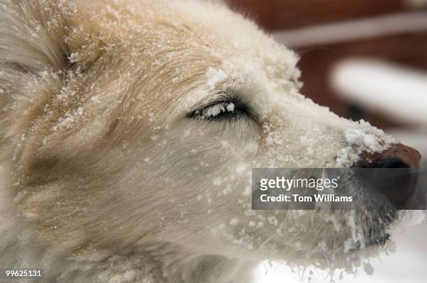 Vada, a husky mix, braves the wind outside of Eastern Market during a winter storm expected to bring 10-15 inches of snow in the District with gust...