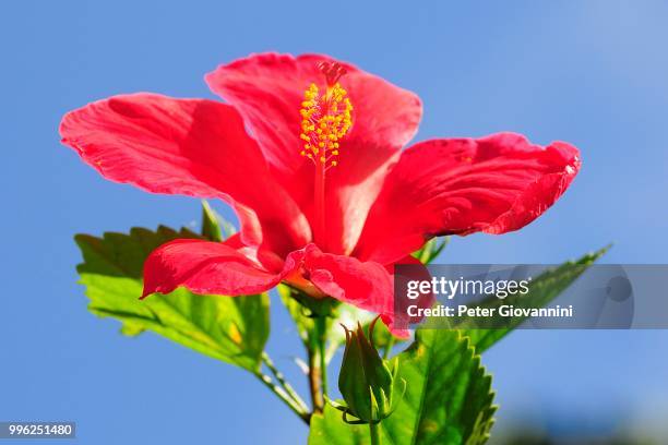 red hibiscus flower (hibiscus), seychelles - kaasjeskruidfamilie stockfoto's en -beelden