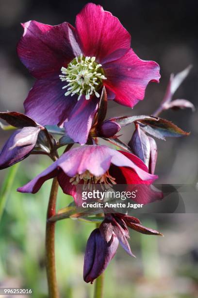 hellebore or christmas rose (helleborus), germany - jager foto e immagini stock