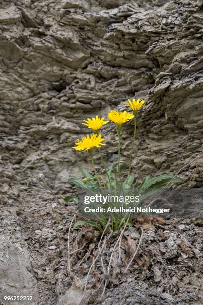 glaux (glaux), east tyrol, austria - osttirol stock-fotos und bilder