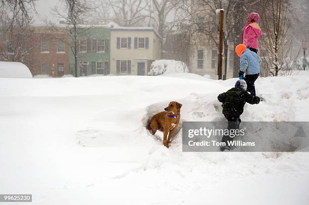 Hal the dog pops out of a hole dug in a snow bank near Eastern Market during a winter storm expected to bring 10-15 inches of snow in the District...