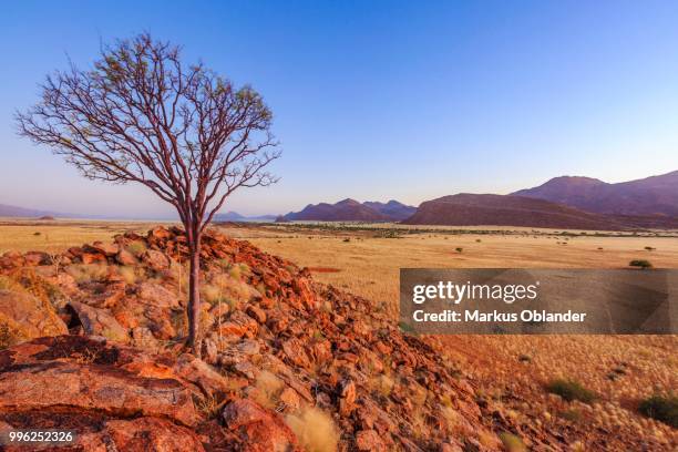 tree on a stone hill, marienfluss, kunene region, namibia - kunene region bildbanksfoton och bilder