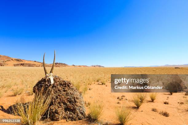 chamois skull on a stone in the desert, hartmann valley, kunene region, namibia - kunene region stock pictures, royalty-free photos & images