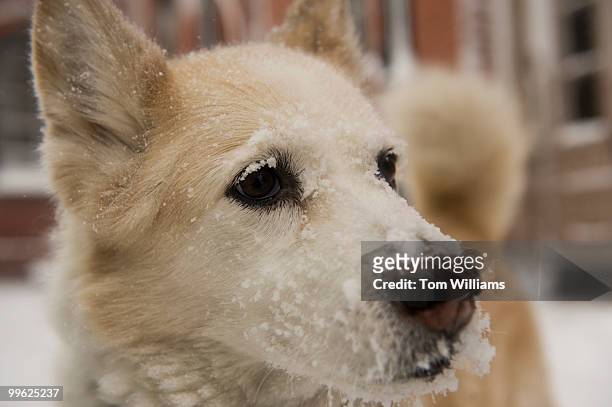 Vada, a husky mix, braves the wind outside of Eastern Market during a winter storm expected to bring 10-15 inches of snow in the District with gust...