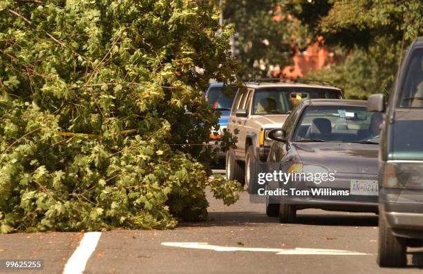 Was down over a portion of C Street, NE, on Stanton park due to high winds from Tropical Strom Isabel.