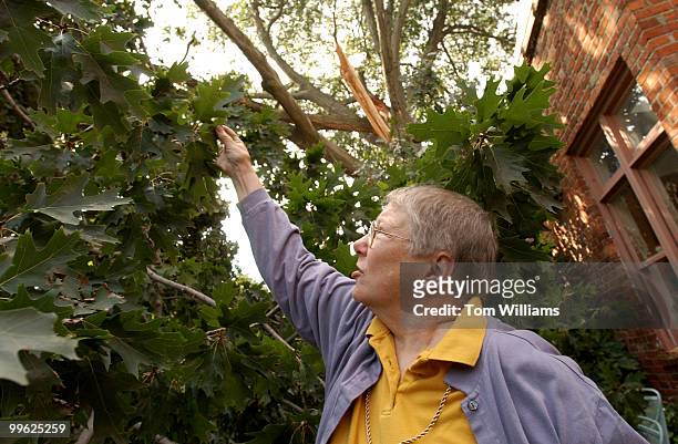 Pat Driscoll examines fallen limbs that crashed into her property from a neighbor's oak tree on 5th Street, SE, due to high winds from Tropical Strom...