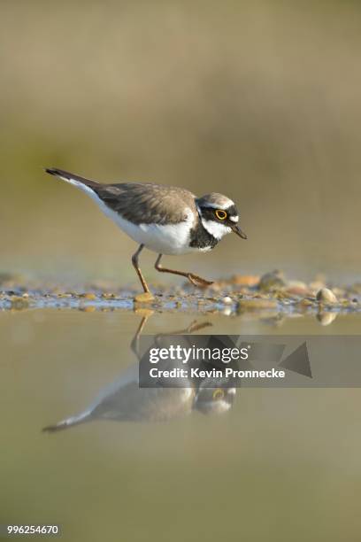 little ringed plover (charadrius dubius) searching for food in the silt of an abandoned gravel pit, saxony-anhalt, germany - mud flat stock pictures, royalty-free photos & images