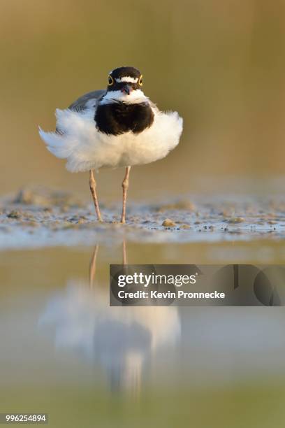 little ringed plover (charadrius dubius) fluffs up it's feathers in an abandoned gravel pit, saxony-anhalt, germany - little ringed plover stock pictures, royalty-free photos & images