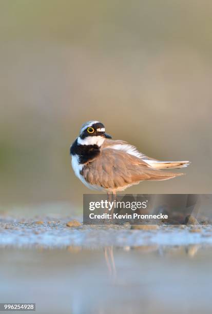 little ringed plover (charadrius dubius) in an abandoned gravel pit, saxony-anhalt, germany - little ringed plover stock pictures, royalty-free photos & images