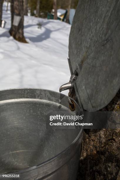 maple forest with maple sap buckets on trees, eastern townships, vale perkins, quebec, canada - eastern townships quebec stock pictures, royalty-free photos & images